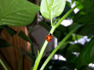 Marienkäferpatrouille