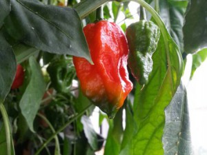 Bhut Jolokia