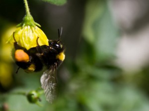 C.rhombombus ;)