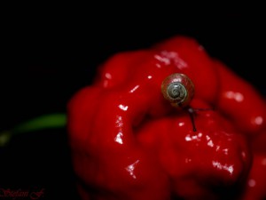 DSC_6291_Fotor-3