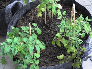_Tomaten