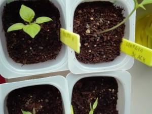 Winterchili