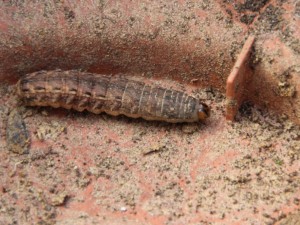 Hausmutter (Noctua pronuba)