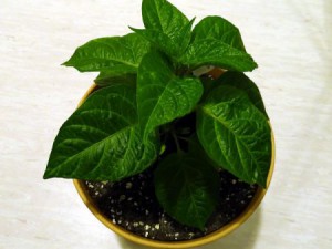 Golden_Limon_F3_long_20160103