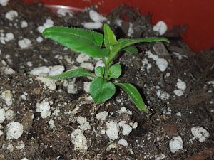 IMG_20170404_194849