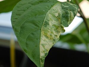 Panaschiertes Blatt