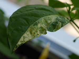 Panaschiertes Blatt2