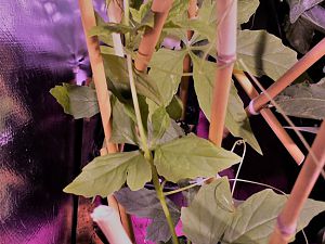 20170406_101001 (1)