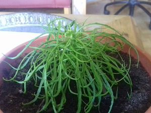 IMG-20170406-WA0010