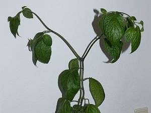 P1000753