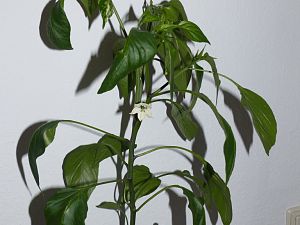 P1000754
