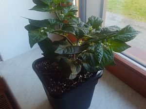 Fatalii