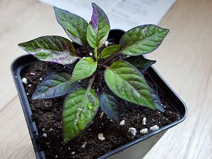 Purple Flash_1