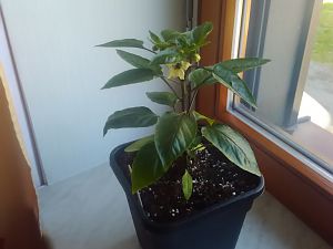 NuMex Lemon Spice