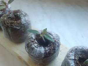 Tomate 100´s and 1000´s