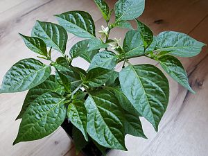 Limon F4 Nr.5