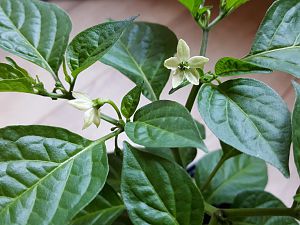 Blüten Limon F4 Nr.5