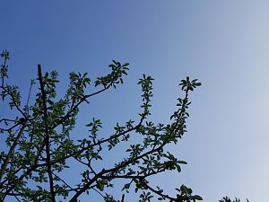 Apfelbaum