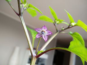 IMG_20170405_162327