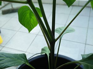 IMG_20170410_182338