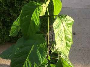 Carolina Reaper 2017