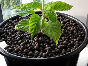 7PotBrainStrain_13_04_17