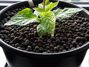 BlackNaga1_13.04.17
