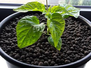 BlackNaga2_22.03.17
