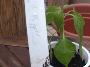 Goat_Pepper20160523