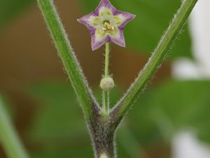 Goat_Pepper20160807