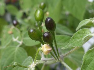 Goat_Pepper20161015