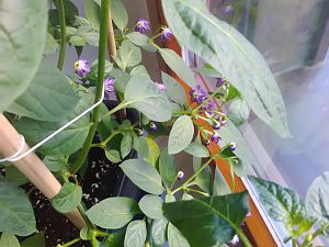 Aji Largo Blütenmeer