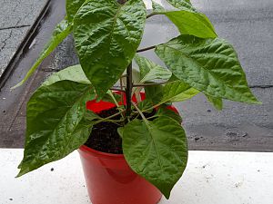 20170416_174018[1]