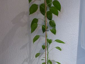 P1000768