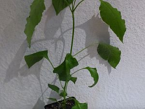 P1000771