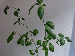 P1000773