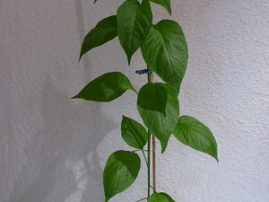 P1000777