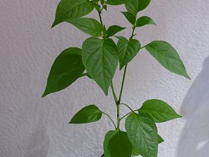 P1000779