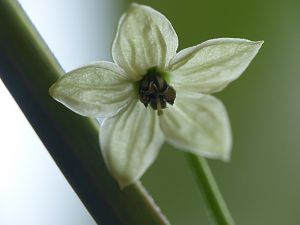 P1000784