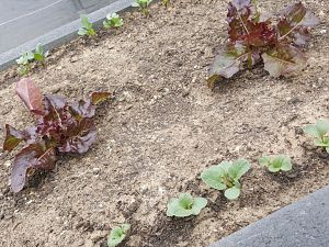 Radieschen und Salat