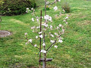 Garten1 029