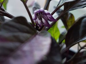 20170417_202652