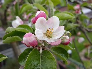 Apfelblüte "Rosana"