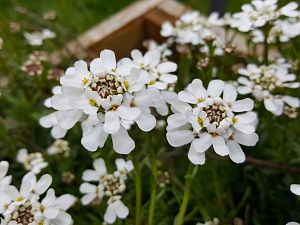 Schleifenblume