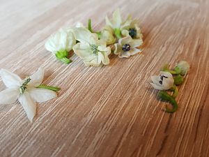 Blüten