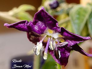 Rocoto Brown Mini