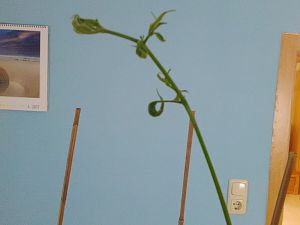 Aji Largo Verkrüppelter Trieb