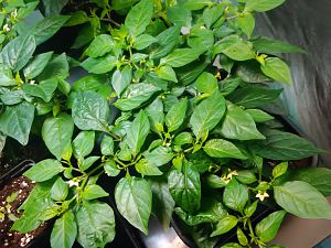 Habanero Christina 23.4