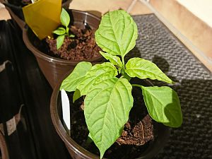 Jalapeno