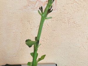 Unbekannte, 25.04.